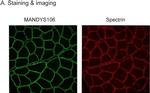 Mouse IgG (H+L) Highly Cross-Adsorbed Secondary Antibody in Immunohistochemistry (Frozen) (IHC (F))