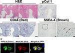 Mouse IgG (H+L) Highly Cross-Adsorbed Secondary Antibody in Immunohistochemistry (IHC)