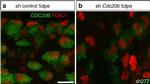 Mouse IgG1 Cross-Adsorbed Secondary Antibody in Immunocytochemistry (ICC/IF)