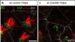 Mouse IgG1 Cross-Adsorbed Secondary Antibody in Immunocytochemistry (ICC/IF)