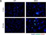 Rabbit IgG (H+L) Highly Cross-Adsorbed Secondary Antibody in Immunocytochemistry (ICC/IF)