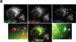 Rabbit IgG (H+L) Highly Cross-Adsorbed Secondary Antibody in Immunocytochemistry (ICC/IF)