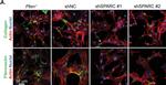 Rabbit IgG (H+L) Highly Cross-Adsorbed Secondary Antibody in Immunocytochemistry (ICC/IF)