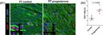 Mouse IgG (H+L) Highly Cross-Adsorbed Secondary Antibody in Immunohistochemistry (Paraffin) (IHC (P))