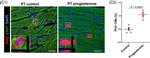 Mouse IgG (H+L) Highly Cross-Adsorbed Secondary Antibody in Immunohistochemistry (Paraffin) (IHC (P))