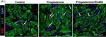 Mouse IgG (H+L) Highly Cross-Adsorbed Secondary Antibody in Immunocytochemistry (ICC/IF)