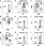 CD24 Antibody in Flow Cytometry (Flow)