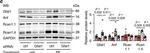 Mouse IgG (H+L) Cross-Adsorbed Secondary Antibody in Western Blot (WB)