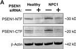 Rat IgG (H+L) Cross-Adsorbed Secondary Antibody in Western Blot (WB)