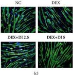 Mouse IgG1 Cross-Adsorbed Secondary Antibody in Immunohistochemistry (IHC)