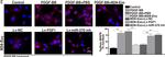 Rabbit IgG (H+L) Highly Cross-Adsorbed Secondary Antibody in Immunocytochemistry (ICC/IF)