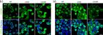 Rabbit IgG (H+L) Highly Cross-Adsorbed Secondary Antibody in Immunocytochemistry (ICC/IF)