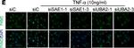 Rabbit IgG (H+L) Highly Cross-Adsorbed Secondary Antibody in Immunocytochemistry (ICC/IF)