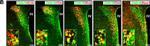 Rabbit IgG (H+L) Highly Cross-Adsorbed Secondary Antibody in Immunohistochemistry (Frozen) (IHC (F))