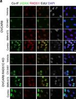 Rabbit IgG (H+L) Cross-Adsorbed Secondary Antibody in Immunocytochemistry (ICC/IF)