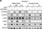 Rabbit IgG (H+L) Cross-Adsorbed Secondary Antibody in Western Blot (WB)