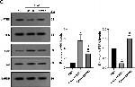 Rabbit IgG (H+L) Cross-Adsorbed Secondary Antibody in Western Blot (WB)