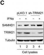 Mouse IgG (H+L) Highly Cross-Adsorbed Secondary Antibody in Western Blot (WB)