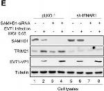 Mouse IgG (H+L) Highly Cross-Adsorbed Secondary Antibody in Western Blot (WB)