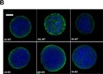 Mouse IgG (H+L) Highly Cross-Adsorbed Secondary Antibody in Immunocytochemistry (ICC/IF)