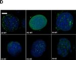 Mouse IgG (H+L) Highly Cross-Adsorbed Secondary Antibody in Immunocytochemistry (ICC/IF)