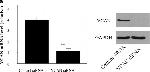 Mouse IgG (H+L) Highly Cross-Adsorbed Secondary Antibody in Western Blot (WB)