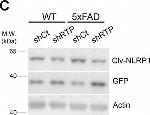 Mouse IgG (H+L) Secondary Antibody in Western Blot (WB)