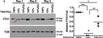 Rabbit IgG (H+L) Secondary Antibody in Western Blot (WB)