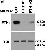 Rabbit IgG (H+L) Secondary Antibody in Western Blot (WB)