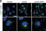 Rabbit IgG (H+L) Cross-Adsorbed Secondary Antibody in Immunocytochemistry (ICC/IF)