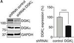 Rabbit IgG (H+L) Secondary Antibody in Western Blot (WB)