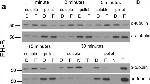 Mouse IgG (H+L) Secondary Antibody in Western Blot (WB)