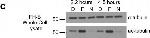 Mouse IgG (H+L) Secondary Antibody in Western Blot (WB)