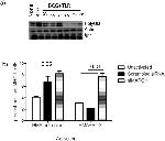 MHC Class II (I-A/I-E) Antibody in Flow Cytometry, Immunoprecipitation (Flow, IP)