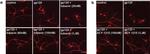 Mouse IgG (H+L) Cross-Adsorbed Secondary Antibody in Immunocytochemistry (ICC/IF)