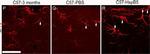 Mouse IgG (H+L) Cross-Adsorbed Secondary Antibody in Immunocytochemistry (ICC/IF)