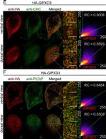 Rat IgG (H+L) Cross-Adsorbed Secondary Antibody in Immunocytochemistry (ICC/IF)