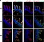 Rat IgG (H+L) Cross-Adsorbed Secondary Antibody in Immunohistochemistry (IHC)