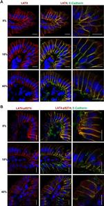 Rat IgG (H+L) Cross-Adsorbed Secondary Antibody in Immunohistochemistry (IHC)