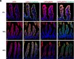 Rat IgG (H+L) Cross-Adsorbed Secondary Antibody in Immunohistochemistry (IHC)