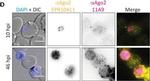 Rabbit IgG (H+L) Cross-Adsorbed Secondary Antibody in Immunocytochemistry (ICC/IF)