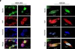 Rabbit IgG (H+L) Cross-Adsorbed Secondary Antibody in Immunocytochemistry (ICC/IF)