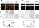 Rabbit IgG (H+L) Cross-Adsorbed Secondary Antibody in Immunocytochemistry (ICC/IF)