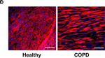 Rabbit IgG (H+L) Cross-Adsorbed Secondary Antibody in Immunocytochemistry (ICC/IF)