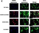 Rabbit IgG (H+L) Cross-Adsorbed Secondary Antibody in Immunocytochemistry (ICC/IF)