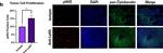 Mouse IgG (H+L) Highly Cross-Adsorbed Secondary Antibody in Immunohistochemistry (Paraffin) (IHC (P))