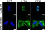 Mouse IgG (H+L) Highly Cross-Adsorbed Secondary Antibody in Immunocytochemistry (ICC/IF)