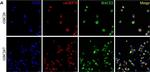 Mouse IgG (H+L) Highly Cross-Adsorbed Secondary Antibody in Immunocytochemistry (ICC/IF)