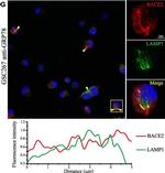 Mouse IgG (H+L) Highly Cross-Adsorbed Secondary Antibody in Immunocytochemistry (ICC/IF)