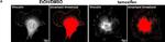 Mouse IgG (H+L) Highly Cross-Adsorbed Secondary Antibody in Immunocytochemistry (ICC/IF)